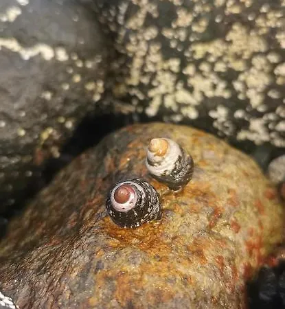 Casa Trasmallo Lejlighed *